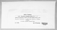 Puccinia crepidis-aureae image